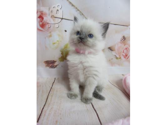Ragdoll - Blue Bicolour